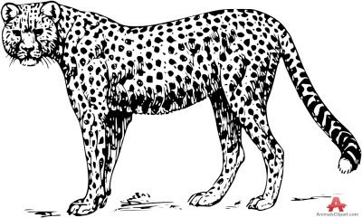 Leopard Clipart Black And White.
