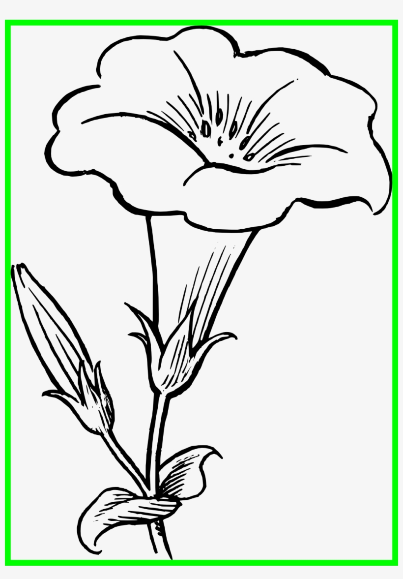 Star Lily Flower Black And White Clipart.
