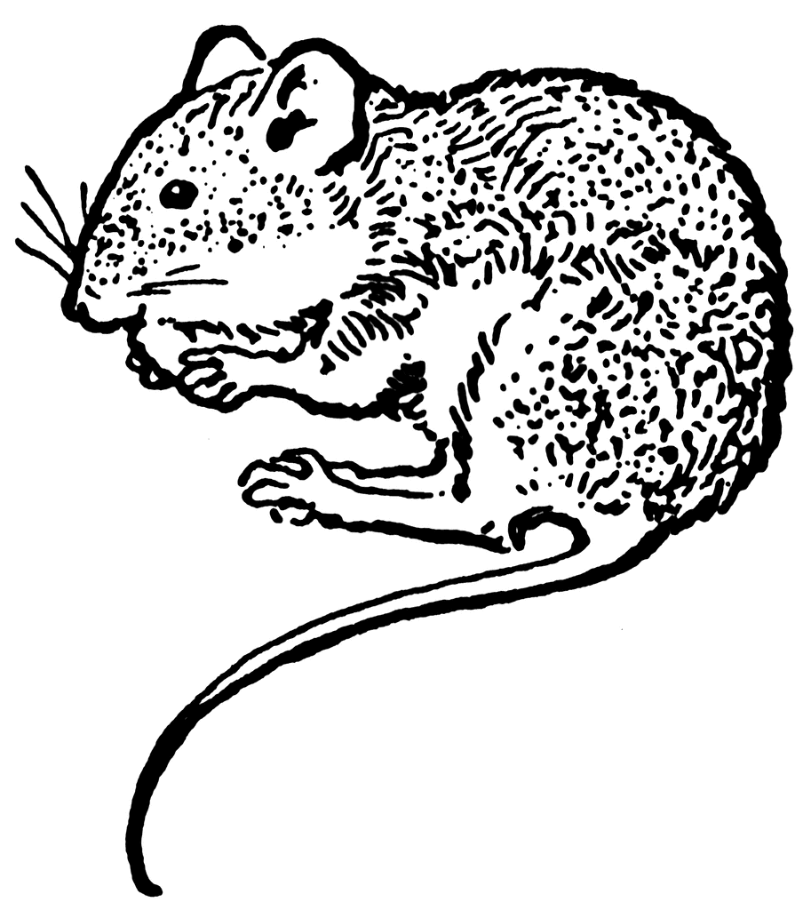 black and white clipart mouse 20 free Cliparts | Download images on