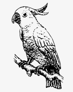 Free Parrot Black And White Clip Art with No Background.