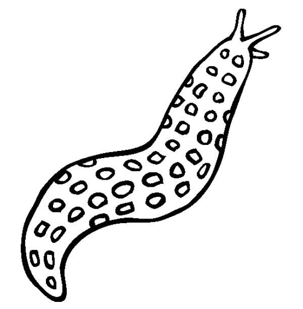 The best free Slug drawing images. Download from 61 free.