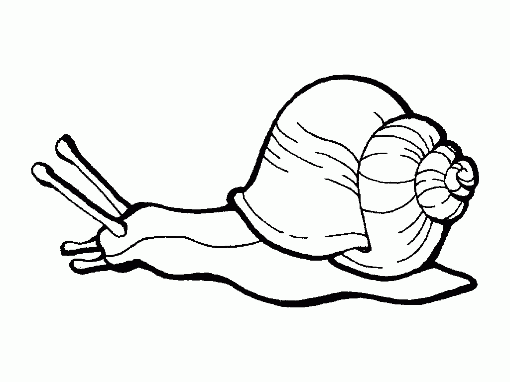 Snail Clipart Black And White.