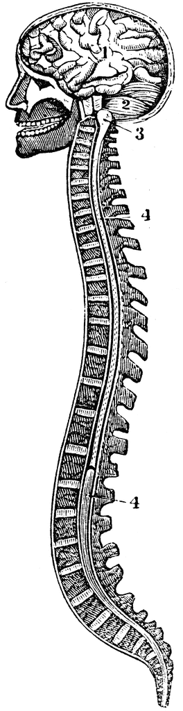 176 Spine free clipart.