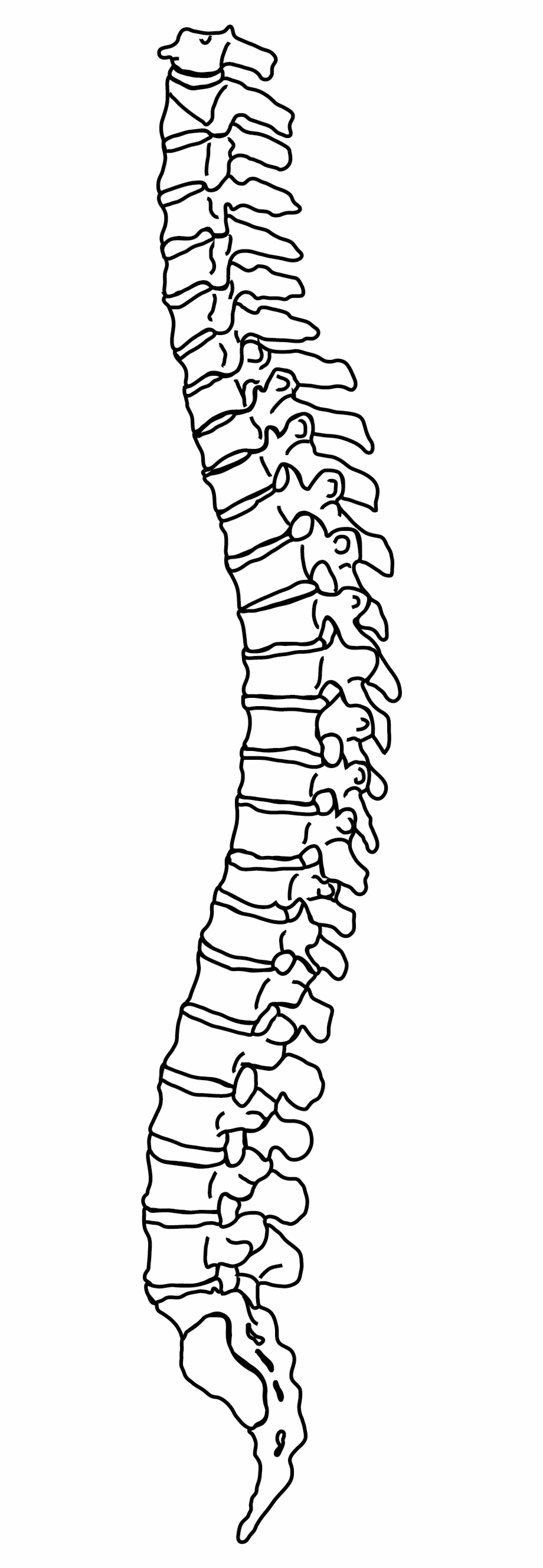 Spine clipart outline, Spine outline Transparent FREE for.