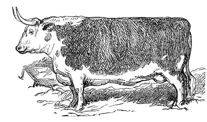 vintage cow clipart, mrs beeton hereford steer, black and.