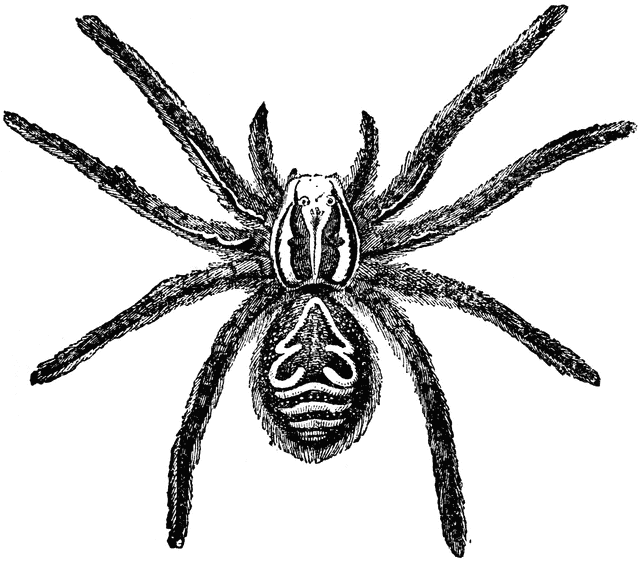 Tarantula Spider Clipart.