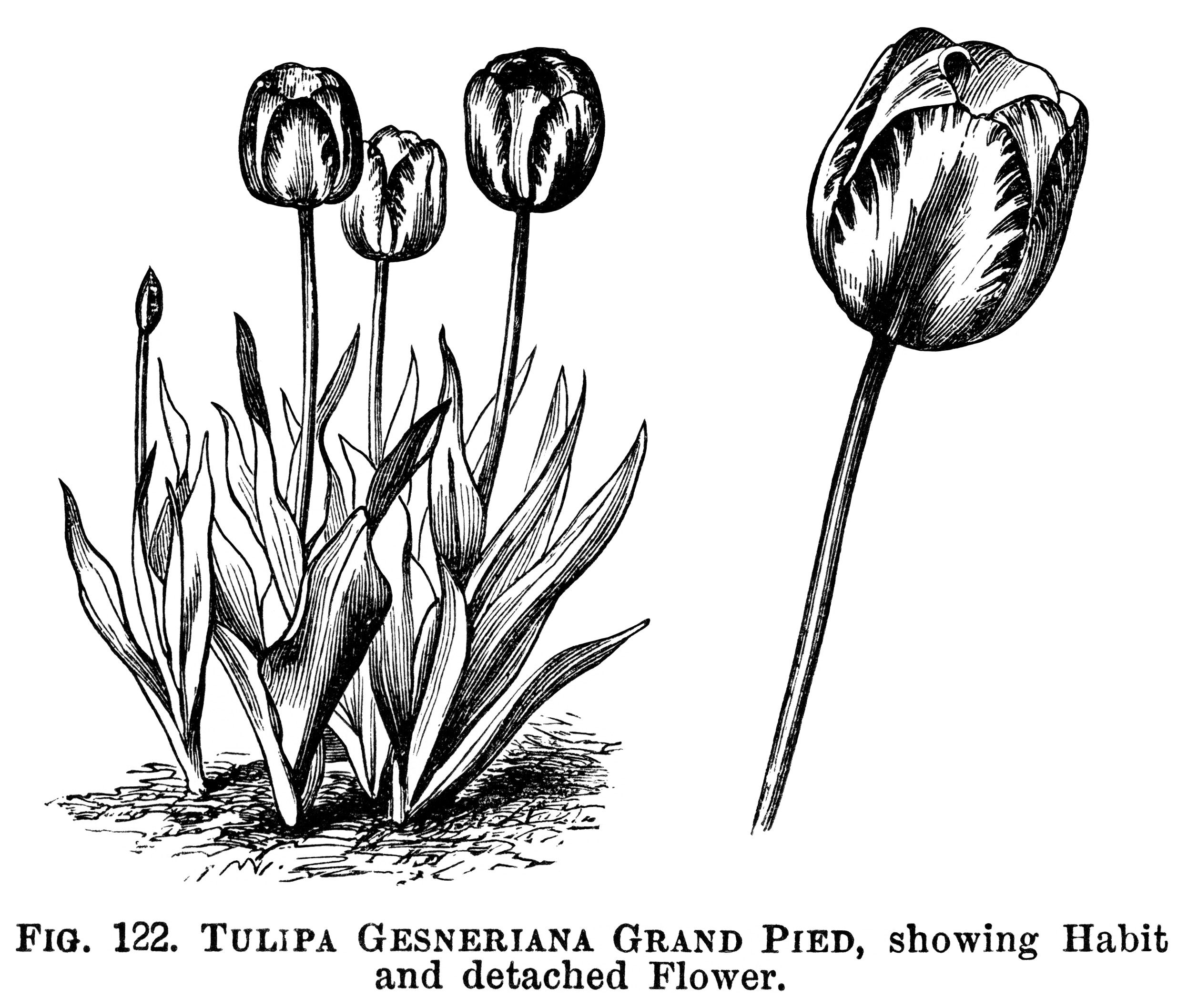tulip clipart, black and white graphics, botanical flower.