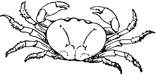 Land Crab.