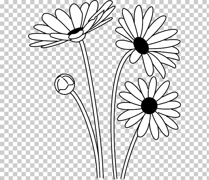 Oxeye daisy Black and white Argyranthemum frutescens.