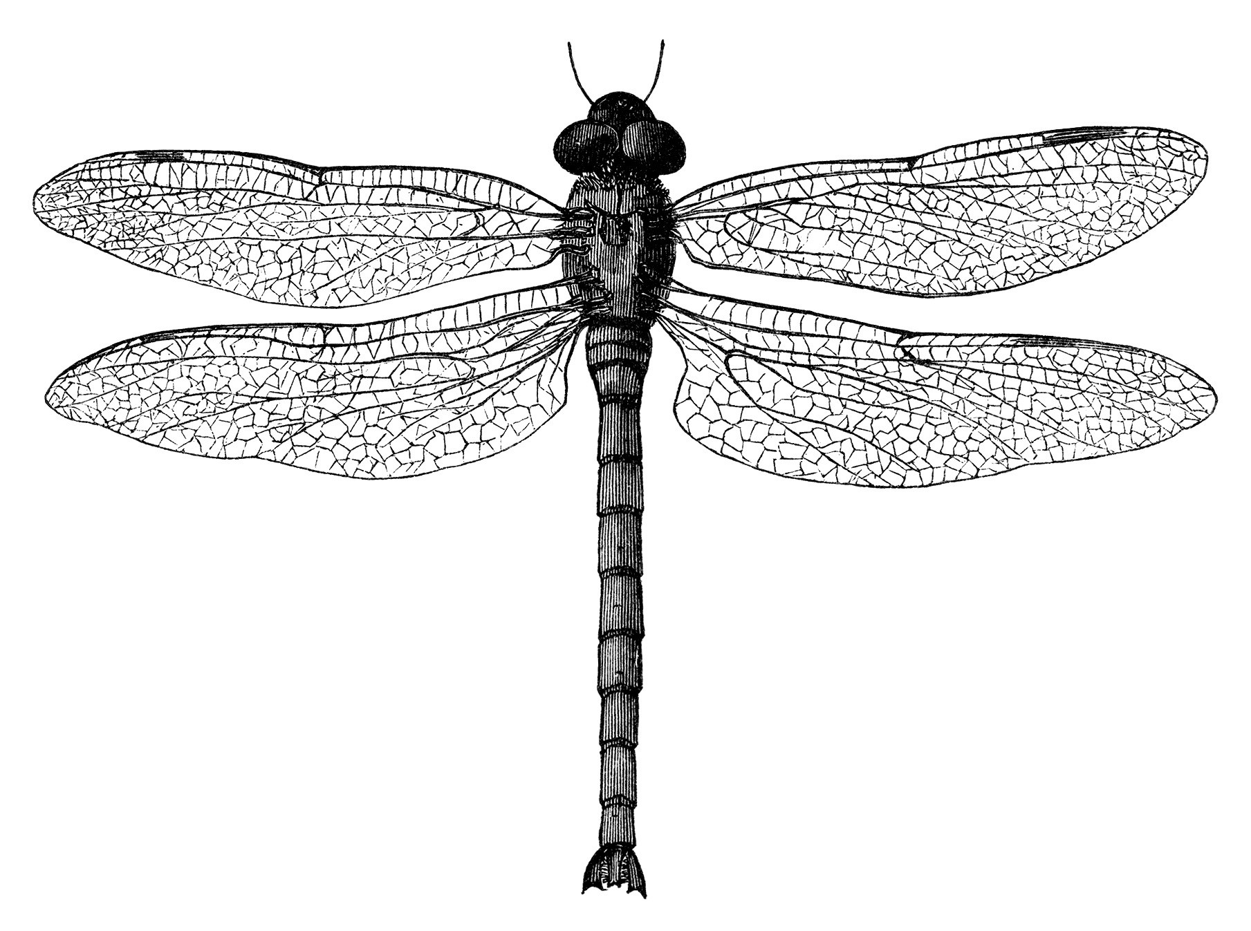 black-and-white-dragonfly-clipart-20-free-cliparts-download-images-on