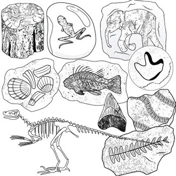 black and white fossils clipart 10 free Cliparts | Download images on