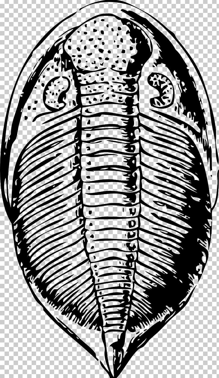 Trilobite Fossil PNG, Clipart, Art, Asaphus, Asaphus.
