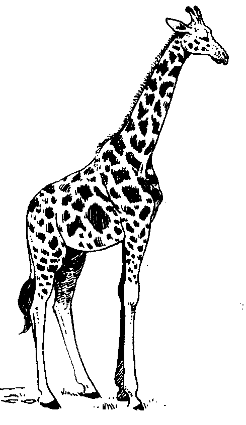 Black And White Giraffe Clipart.