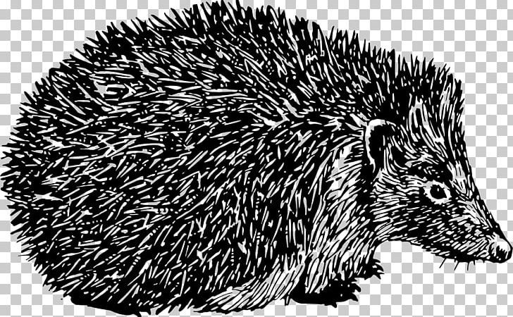 black and white hedgehog clipart 10 free Cliparts | Download images on