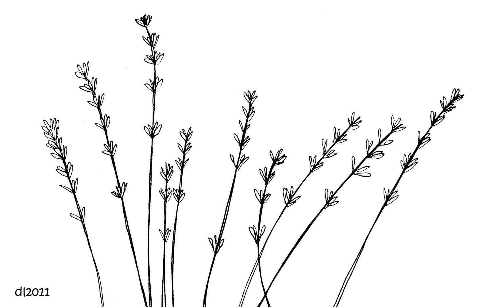 black and white lavender clipart 10 free Cliparts Download images on