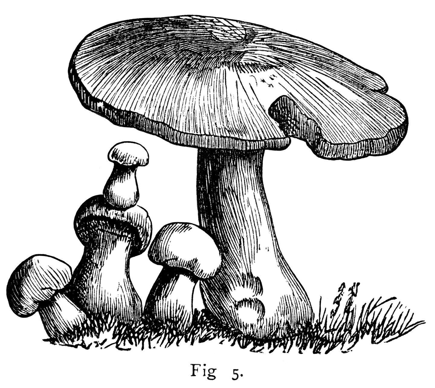 black and white clipart, mushroom graphics, vintage.