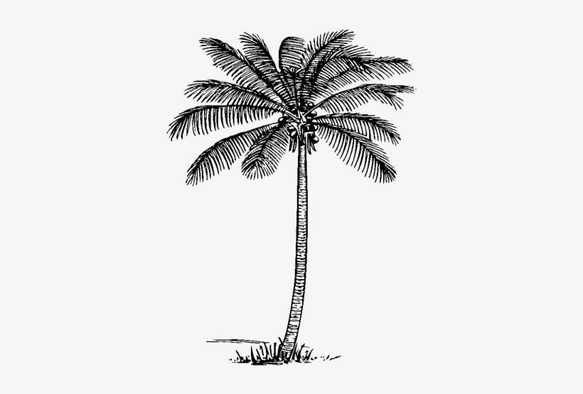 Coconut Tree Clipart.