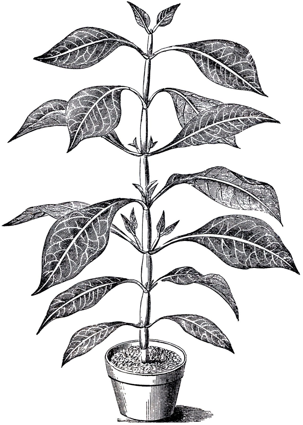 Potted Plants Clipart Black And White.