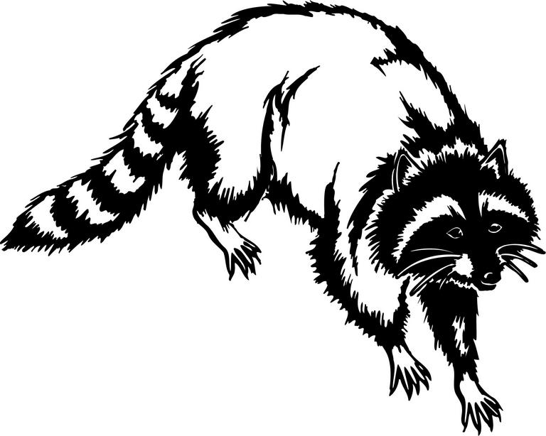 Raccoon clipart free clipart images 2.