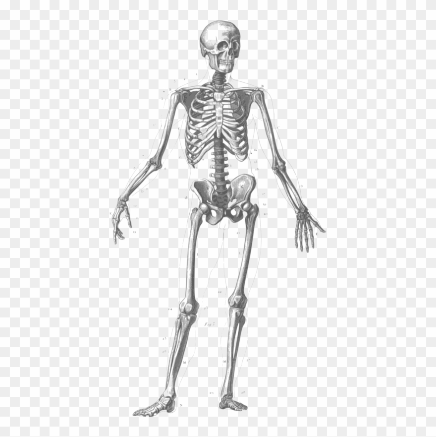 Free Skeleton Clipart Black And White Images Free Download.