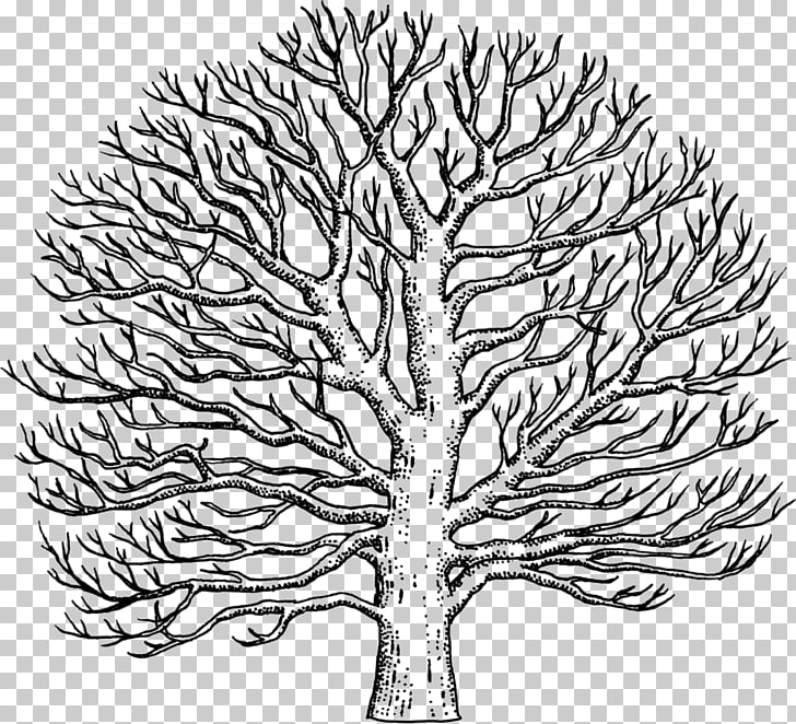 Twig Line art American sycamore Drawing Tree, tree PNG.