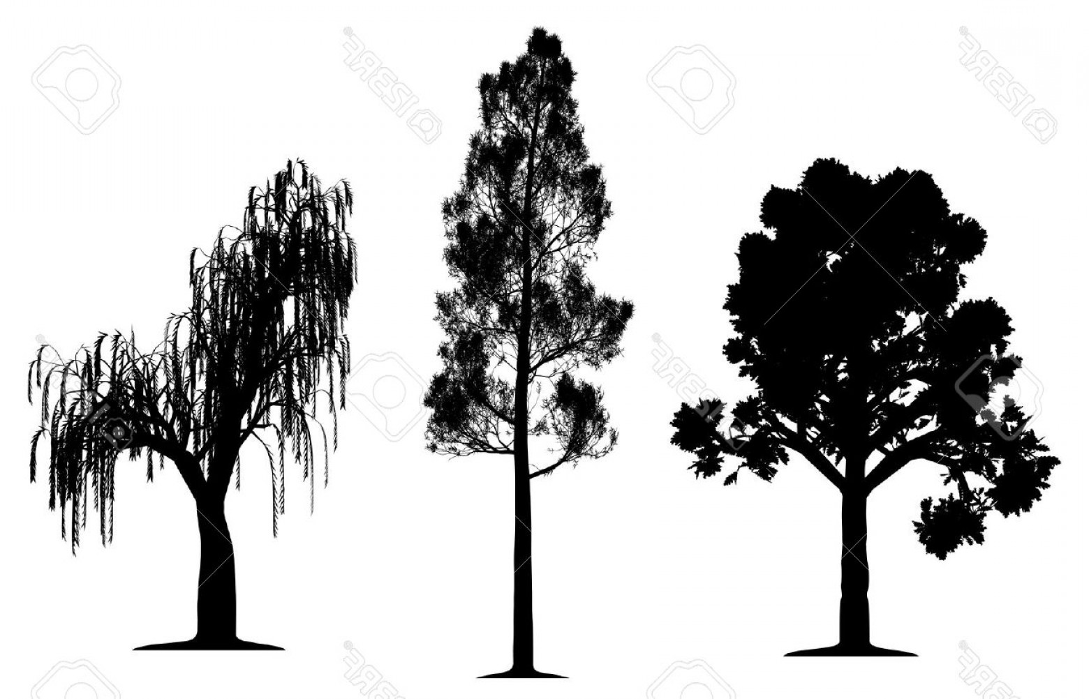 Exclusive Black And White Willow Tree And A Fox Clipart Draw.