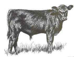 Similiar Black Angus Cattle Clip Art Keywords.