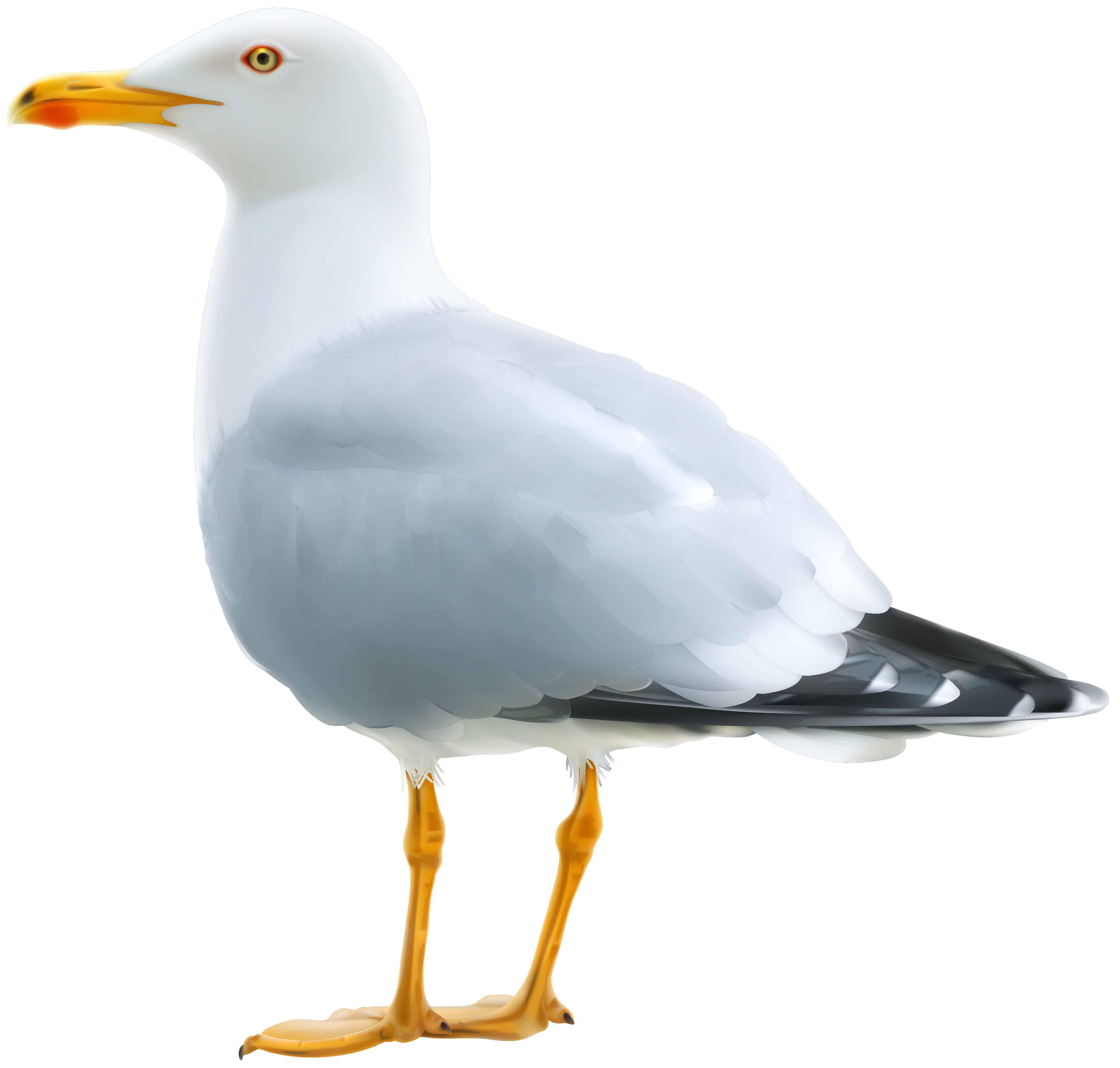 seagull clipart png 20 free Cliparts | Download images on Clipground 2022