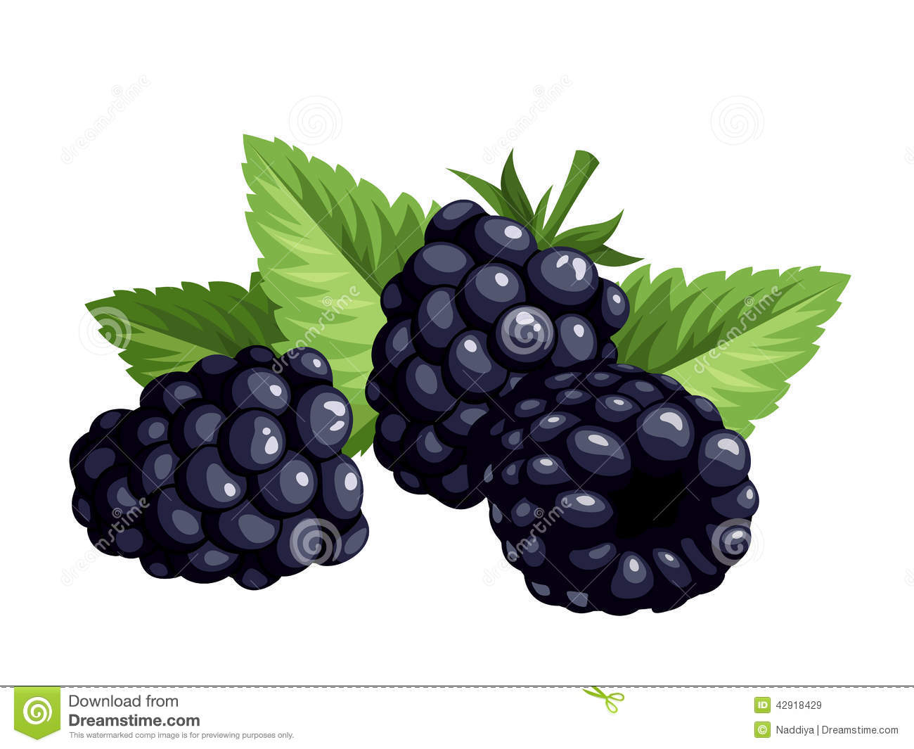 Blackberries Stock Illustrations.