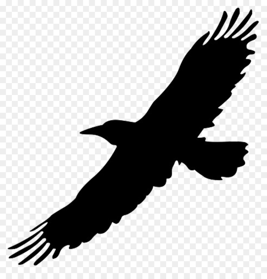 Eagle Drawing clipart.