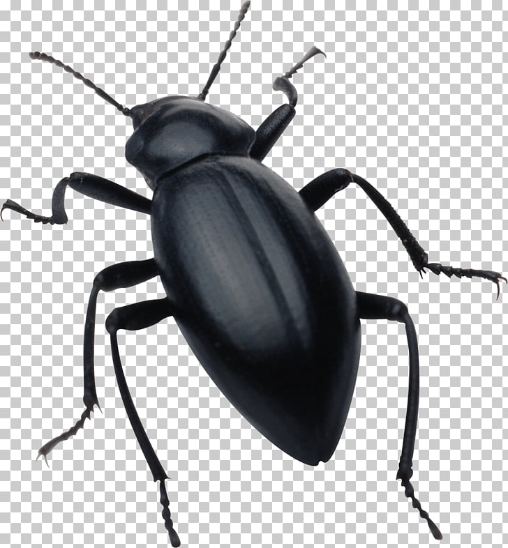 Insect , Black Bug PNG clipart.