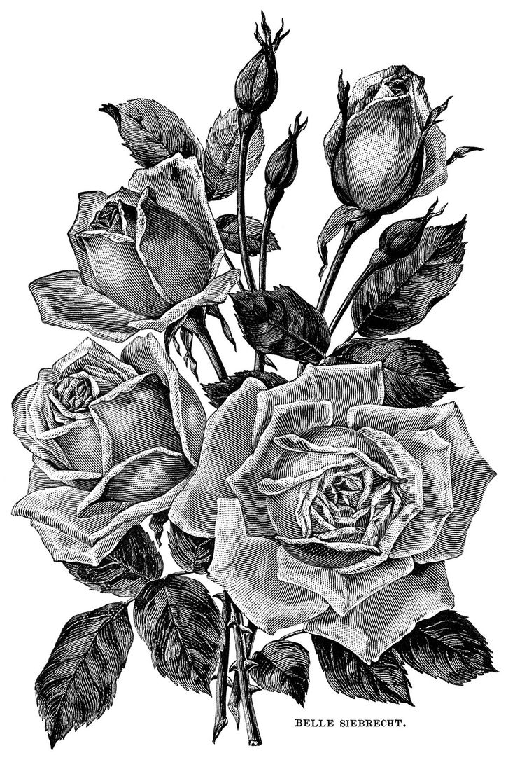 Black cabbage roses clipart 20 free Cliparts Download