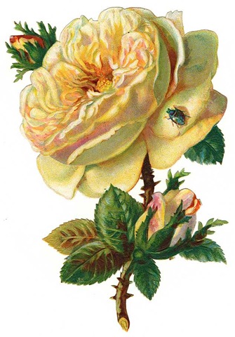 Cabbage rose print clipart.