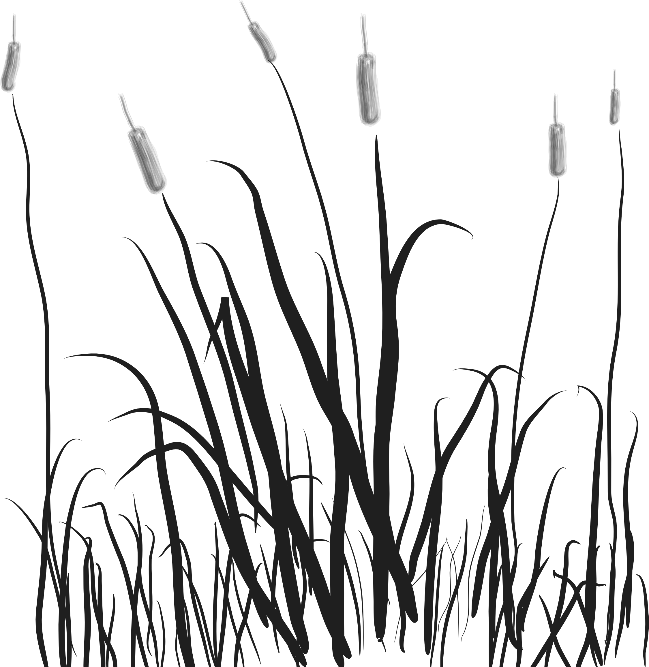 Free Cattails Clipart Black And White, Download Free Clip.