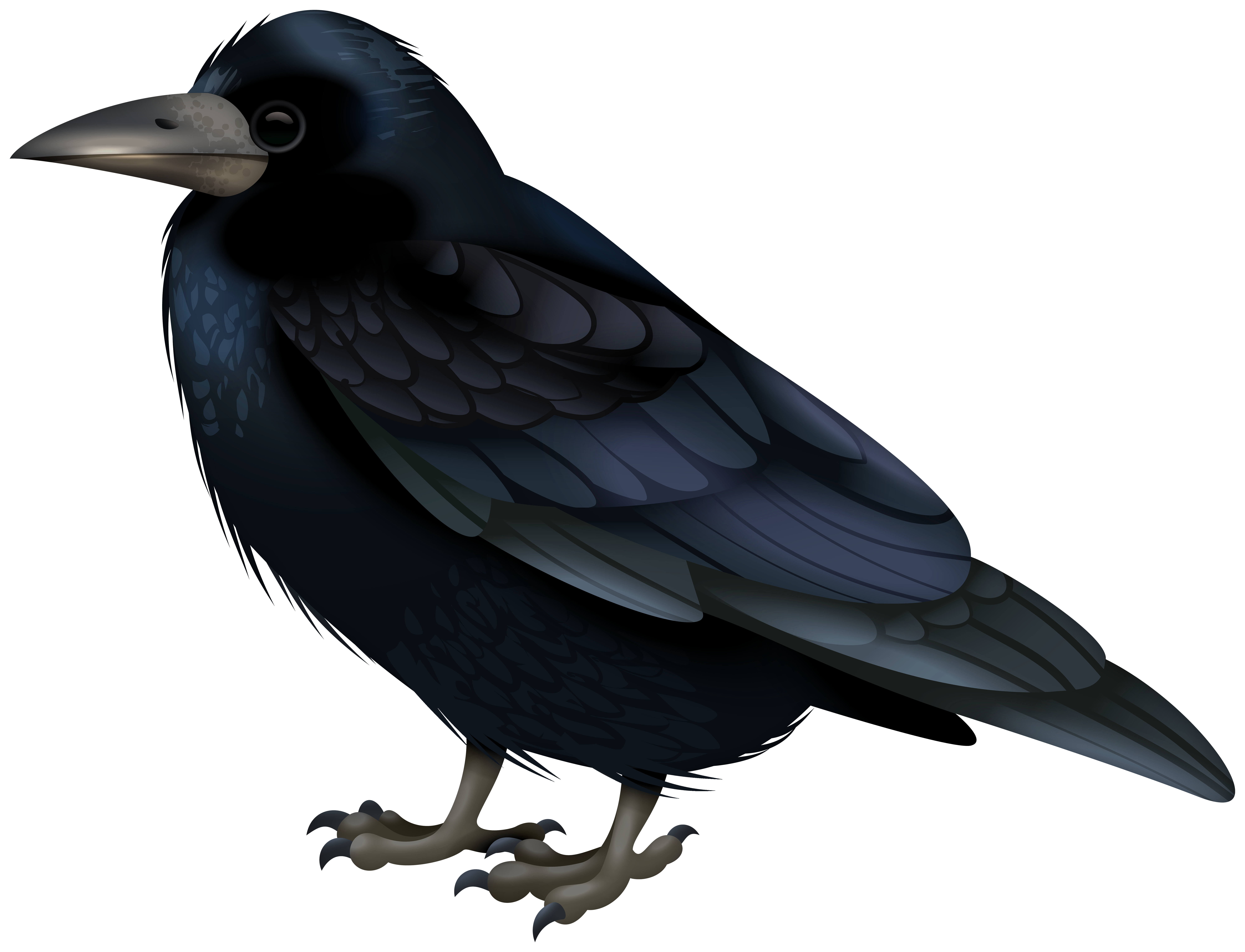 Black Crow Transparent Image.