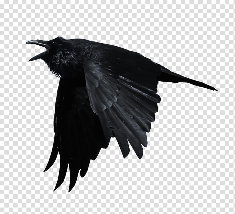Crows, flying black crow transparent background PNG clipart.