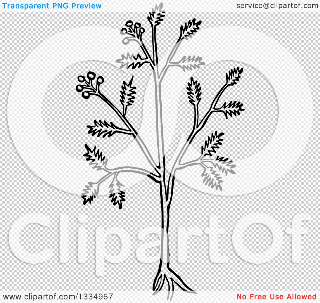 Clipart of a Black and White Woodcut Herbal Caraway Persian Cumin.