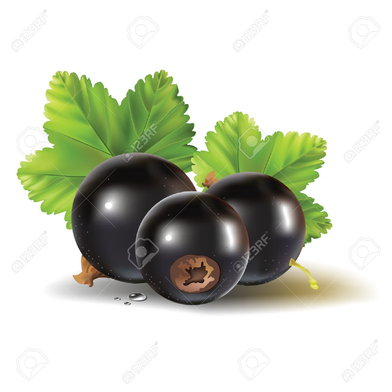 Black Currant Royalty Free Cliparts, Vectors, And Stock.