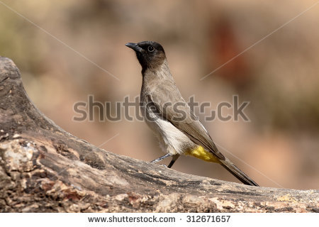 Black Eyed Bulbul Stock Photos, Images, & Pictures.