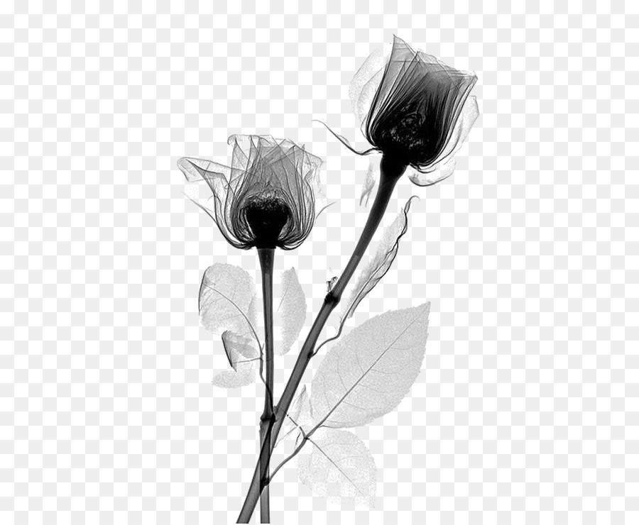 Black And White Flower png download.