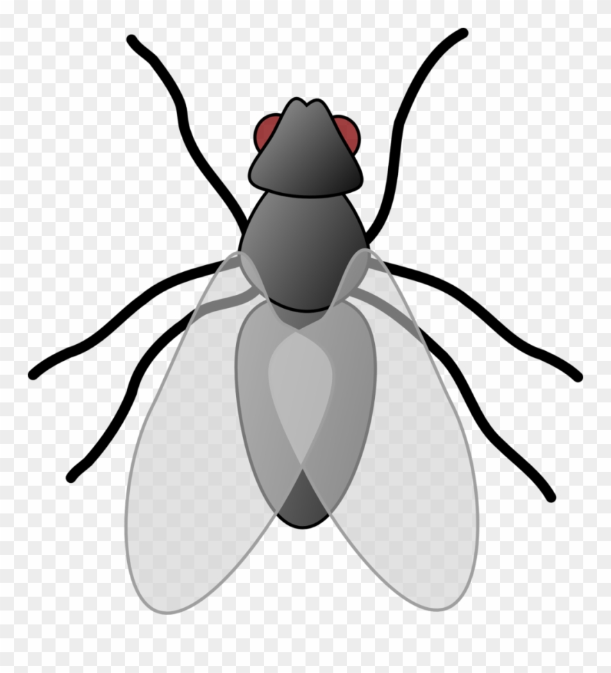 black fly clip art 20 free Cliparts | Download images on Clipground 2024