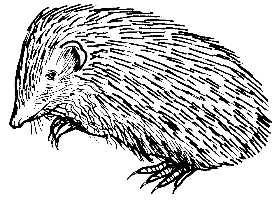 Hedgehog Clipart.
