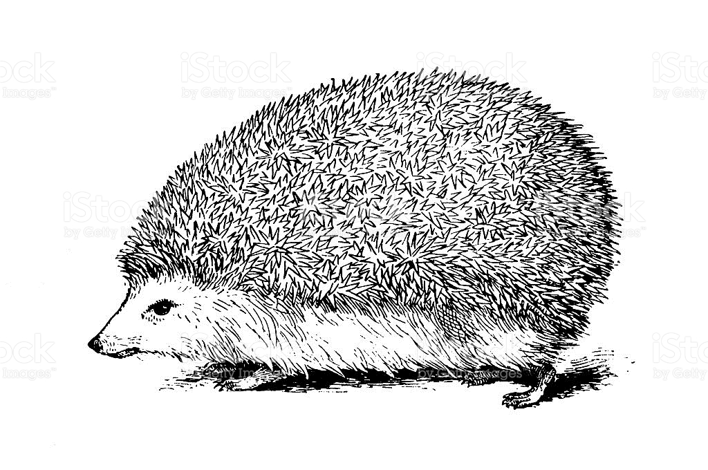 Hedgehog clipart black and white.