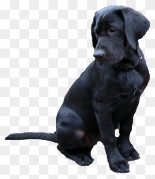 Free PNG Labrador Clip Art Download.