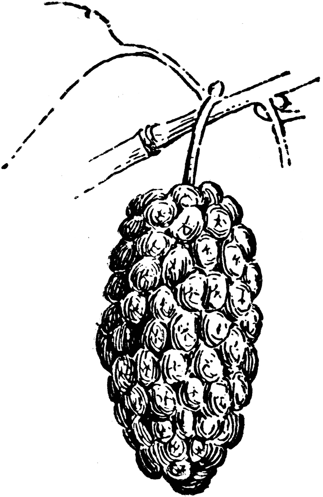 Mulberry Clipart.