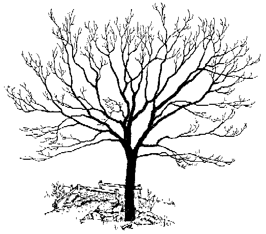 Mulberry tree clipart.
