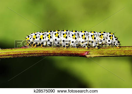 Stock Photography of Mullein caterpillar k28575090.