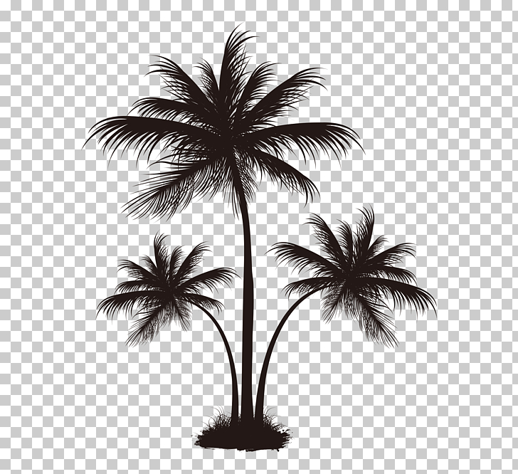 Arecaceae Coconut Tree, Black palm tree pattern, silhouette.