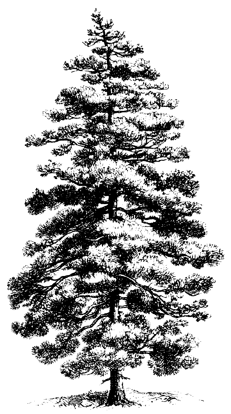 black and white pine tree clip art 20 free Cliparts Download images