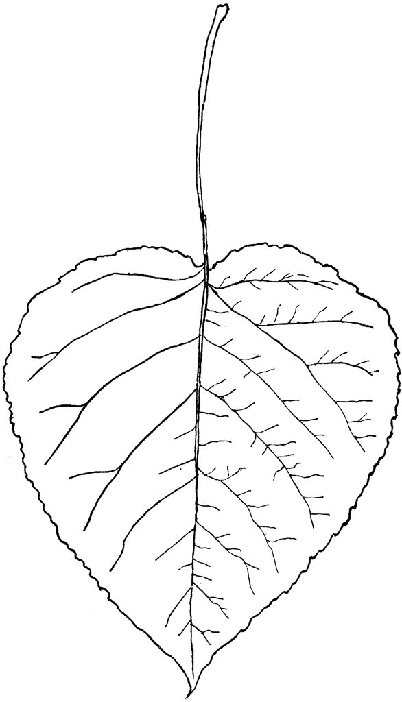 Aspen leaves clipart.
